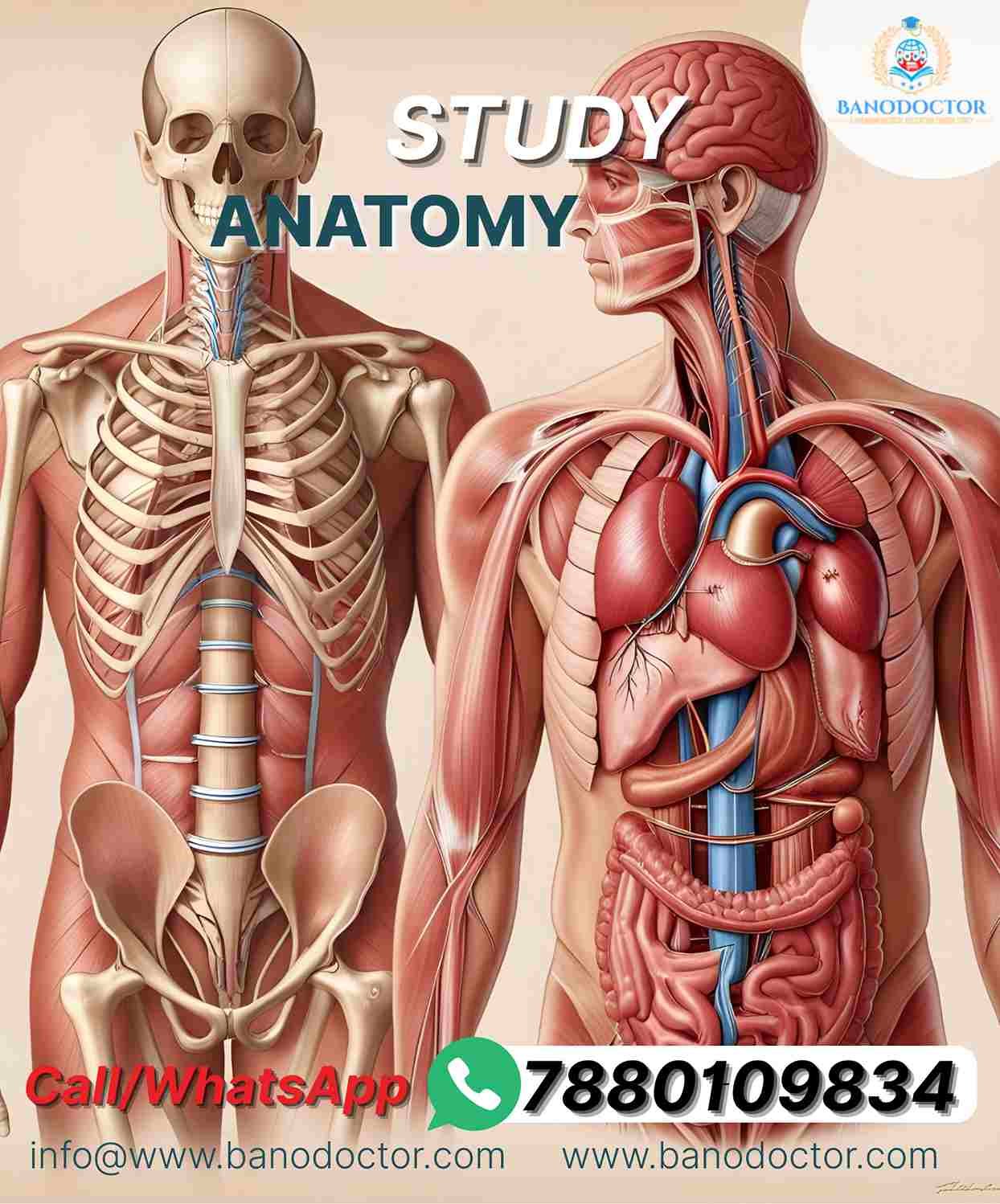 ANATOMY